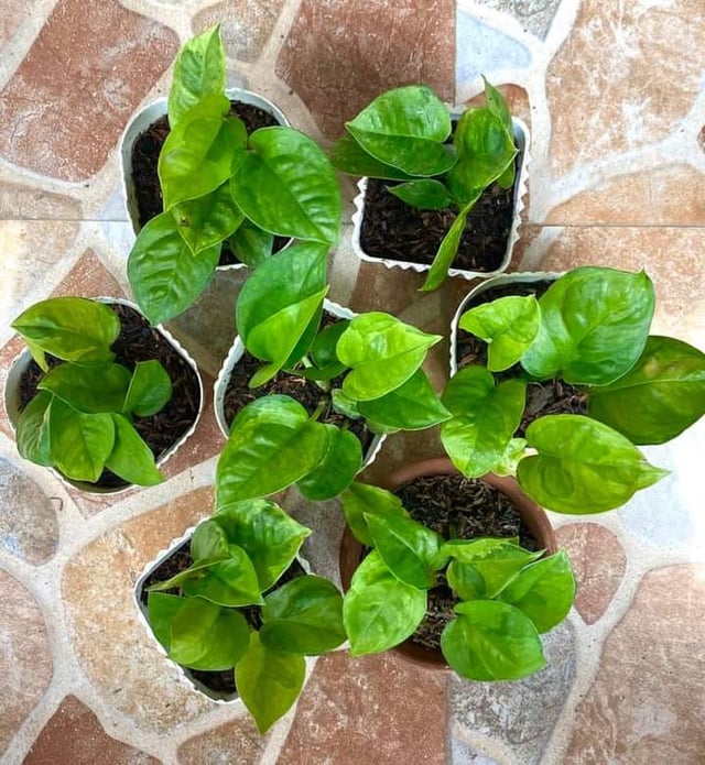 Emerald Pothos Plant Node Cuttings, Houseplant Cuttings, Emerald Pothos Collectors , Plant Cutting