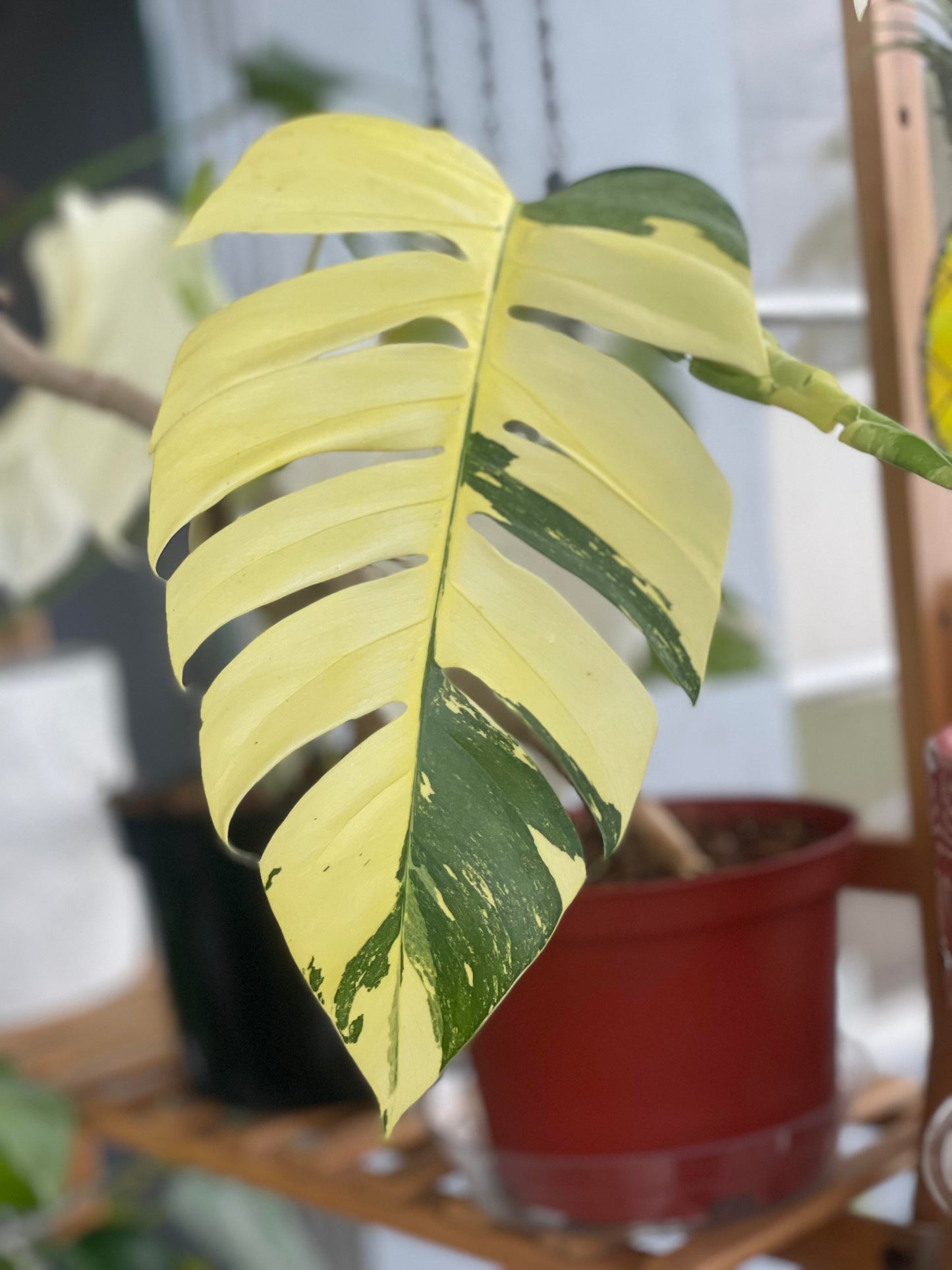 Albo Pothos Epipremnum pinnatum 'Variegata Pothos Cutting or Starter