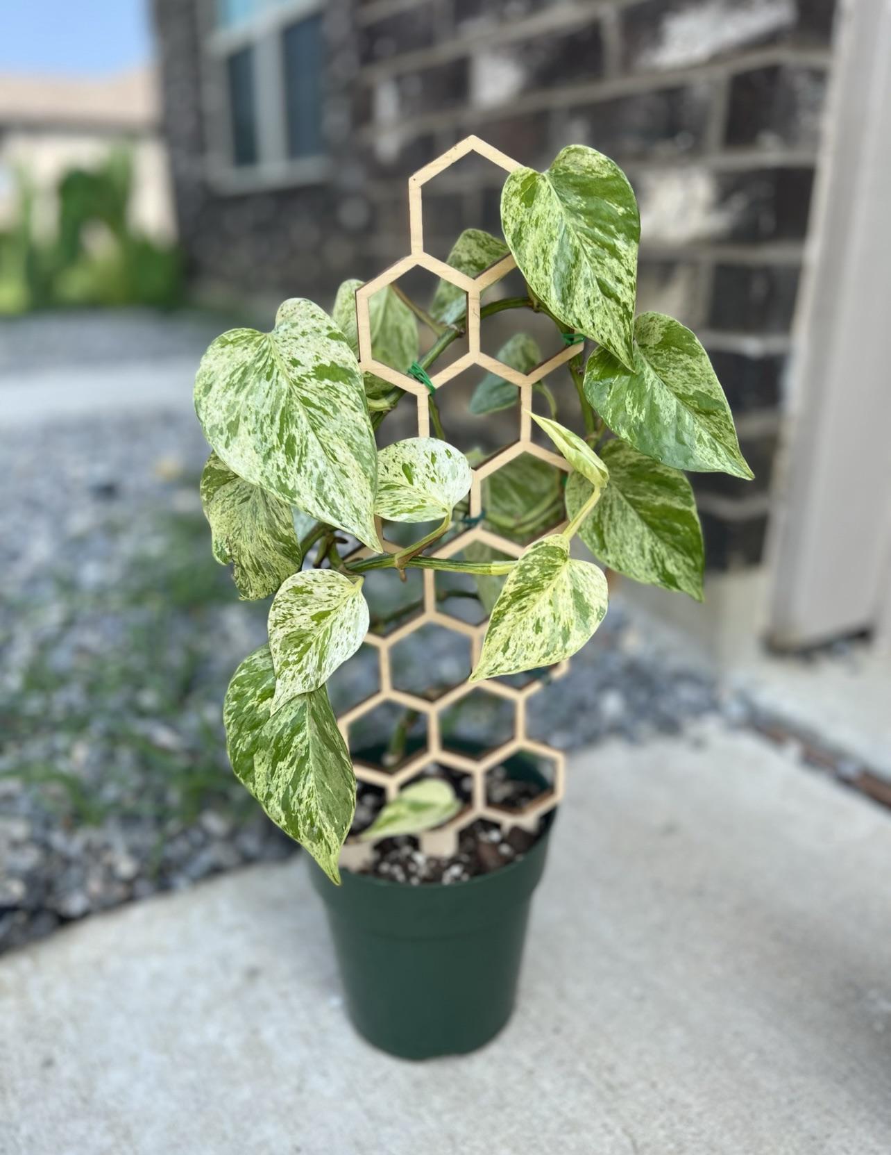 Snow Queen Pothos Plant Node Cuttings, Houseplant Cuttings, Snow Queen Pothos Collectors , Plant Cutting