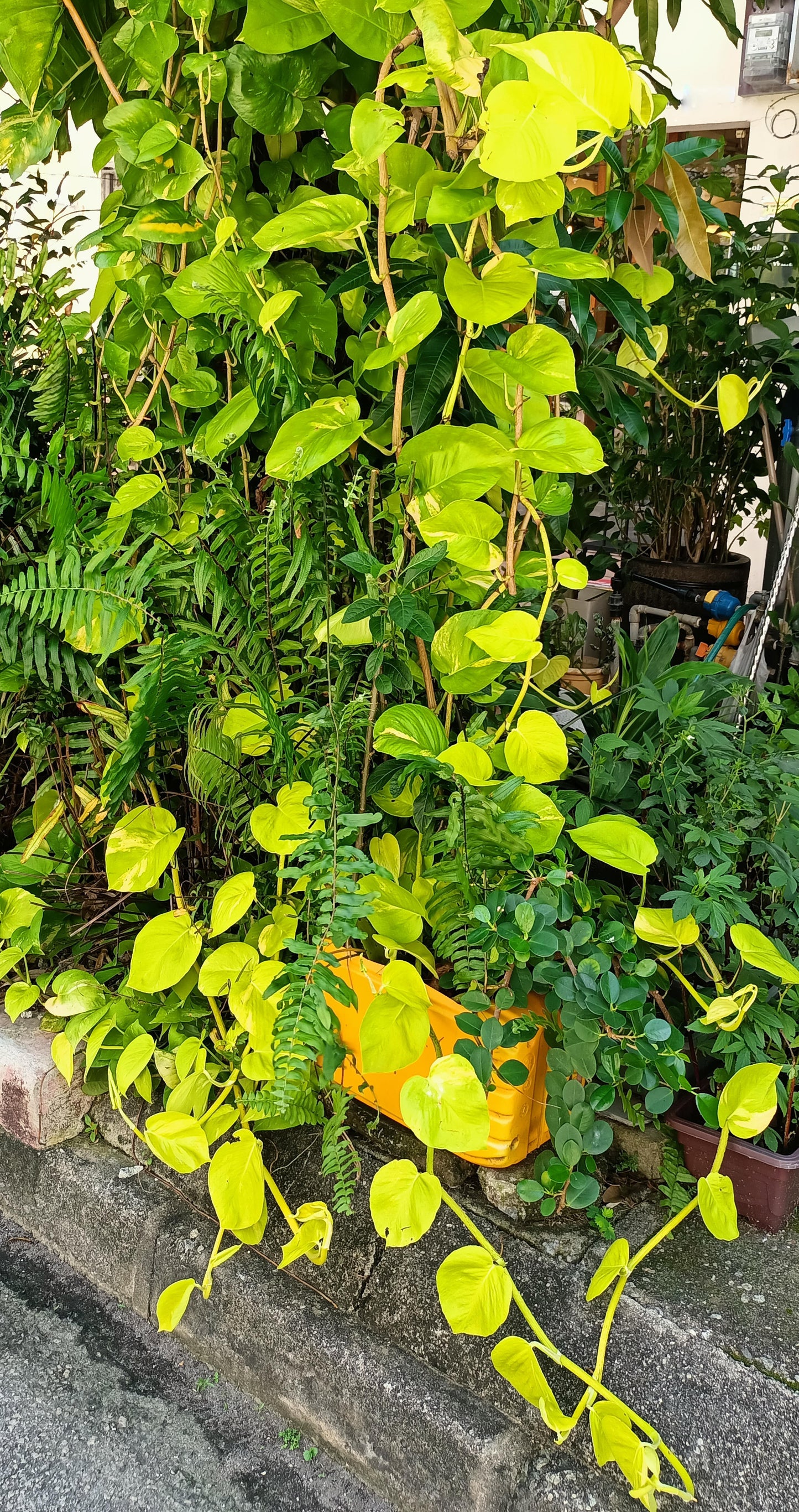Neon Pothos Epipremnum aureum 'Neon' Bright Yellow Plant Cuttings or Rooted Starter Houseplant
