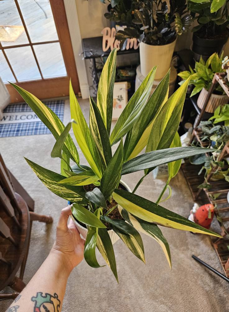 Yellow Sunrise 2025 Pothos Epipremnum pinnatum Cutting or Rooted Starters