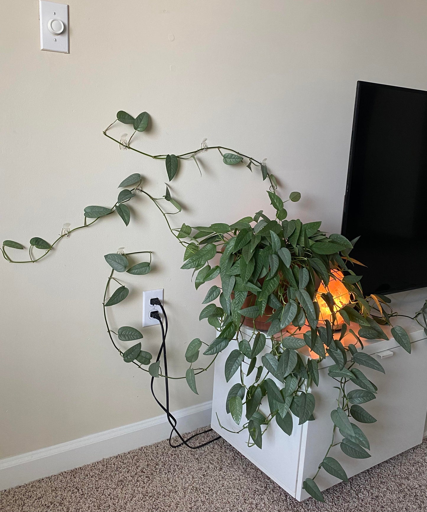 Cebu Blue Pothos Plant Node Cuttings, Houseplant Cuttings Tropical Shiny Blue