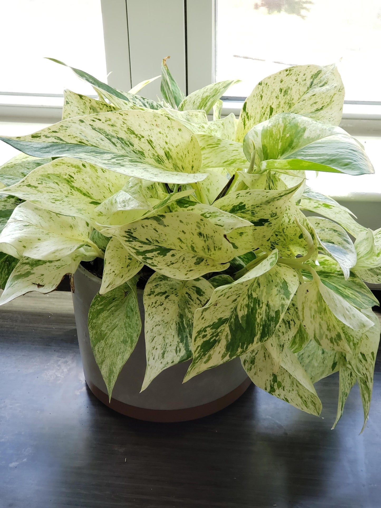 Snow Queen Pothos Plant Node Cuttings, Houseplant Cuttings, Snow Queen Pothos Collectors , Plant Cutting