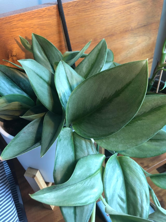 Rare Pothos Plant Starters Collectors Plants Uncommon/Rare Pothos Plants Cuttings Albo Pothos Dragon Key Sleeping