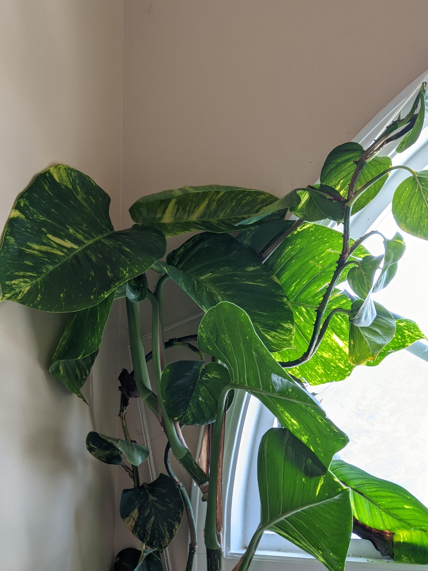 Golden Pothos Plant Node Cuttings, Common Popluar Houseplant and tropical outdoor house plant