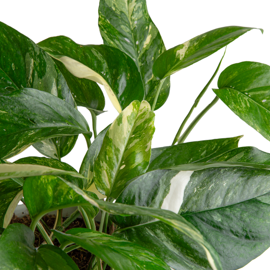 RARE Uncommon Pothos Starter Plants Baby Beginner Plants Rio Manjula Albo Skelton Key