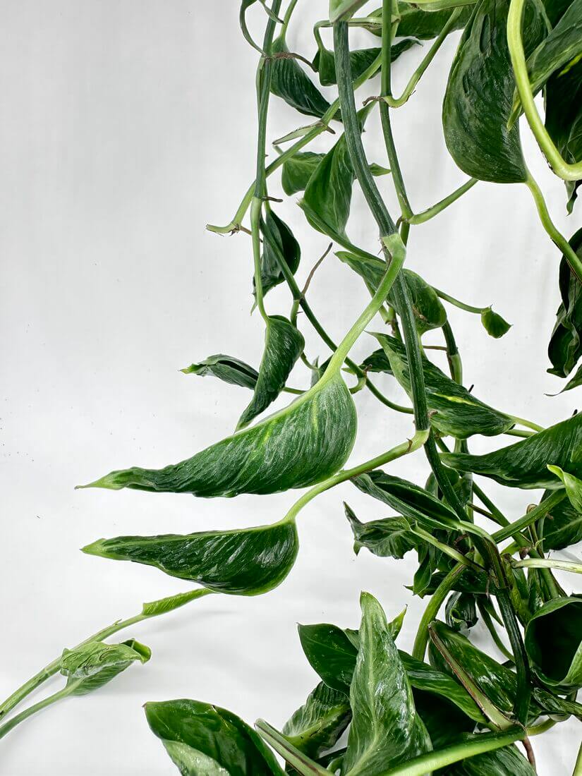 rare pothos list Rare Uncommon Pothos Plants Cuttings Albo Pothos Dragon Key Sleeping J – Rooting 4 Joy