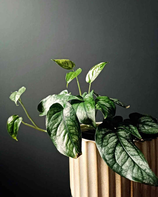 Monstera Surprise Plant Box Cutting Clipping Leaf Common/Popular or Rare/Uncommon