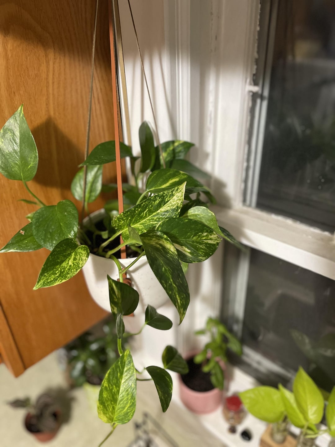 Golden Pothos Plant Node Cuttings, Common Popluar Houseplant and tropical outdoor house plant