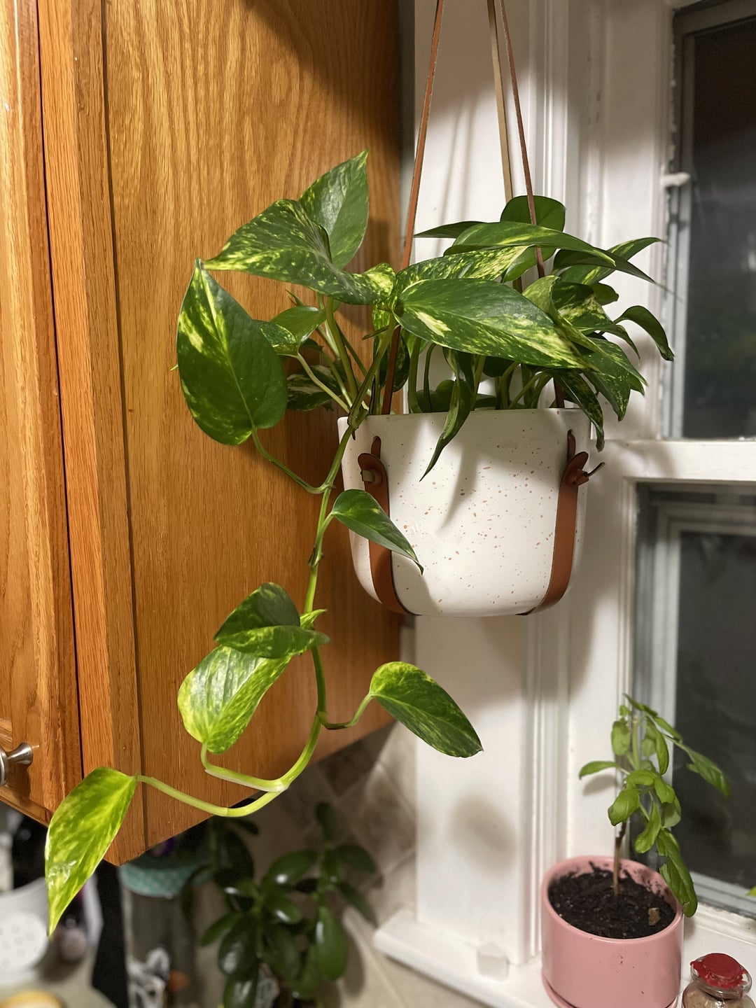 Golden Pothos Plant Node Cuttings, Common Popluar Houseplant and tropical outdoor house plant