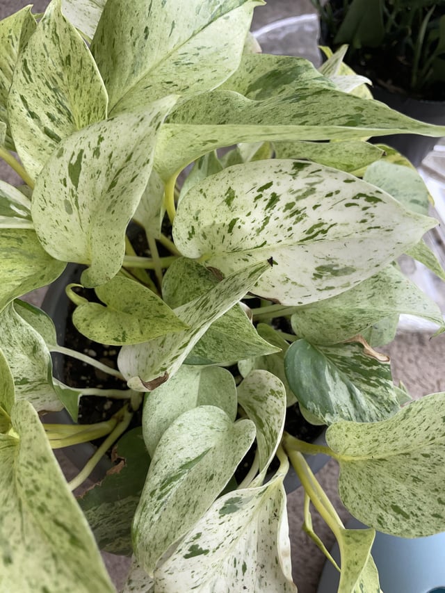 Snow Queen Pothos Plant Node Cuttings, Houseplant Cuttings, Snow Queen Pothos Collectors , Plant Cutting