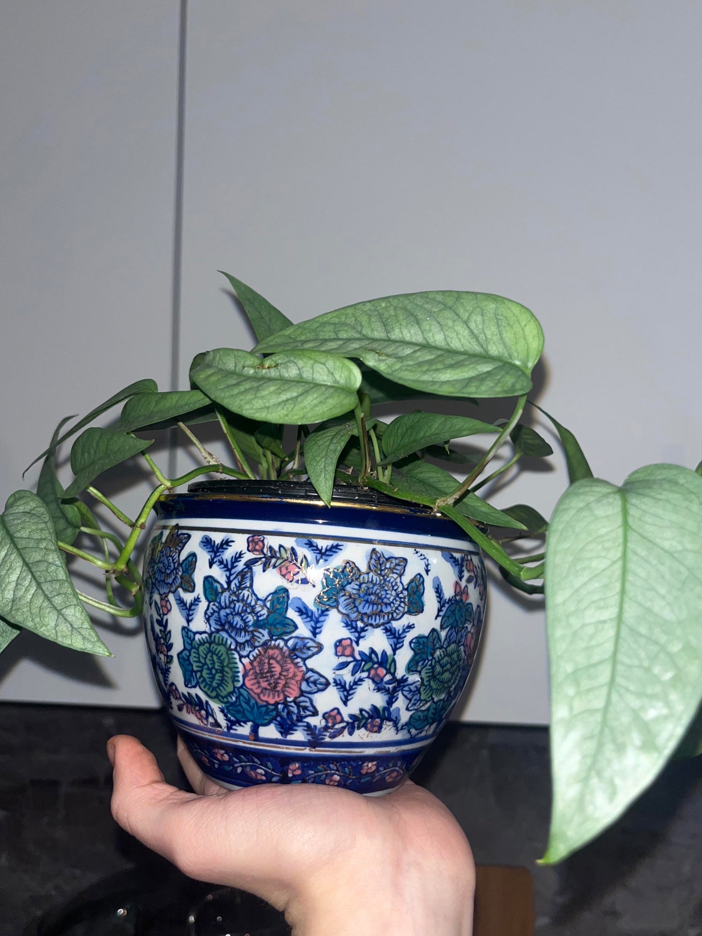 Cebu Blue Pothos Plant Node Cuttings, Houseplant Cuttings Tropical Shiny Blue
