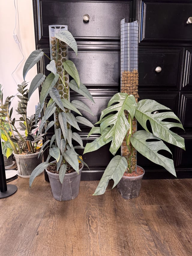 Cebu Blue Pothos Plant Node Cuttings, Houseplant Cuttings Tropical Shiny Blue