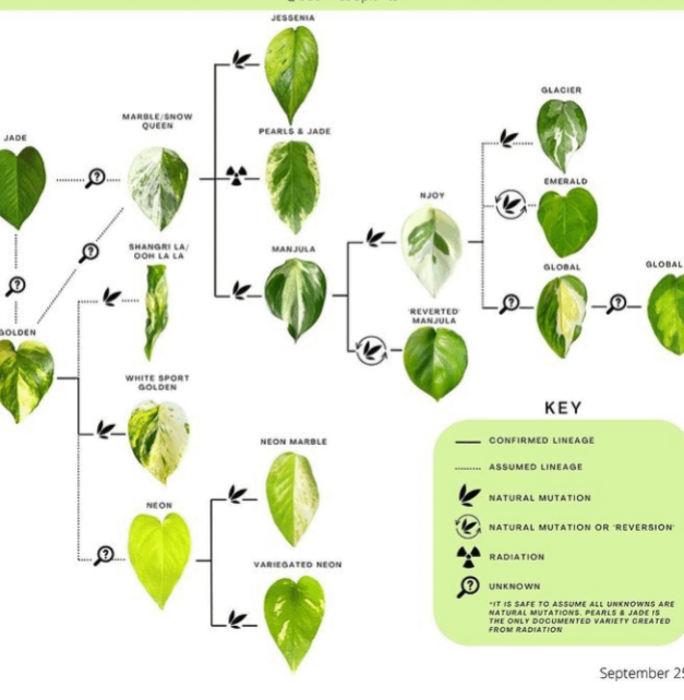 RARE Uncommon Pothos Starter Plants Baby Beginner Plants Rio Manjula Albo Skelton Key