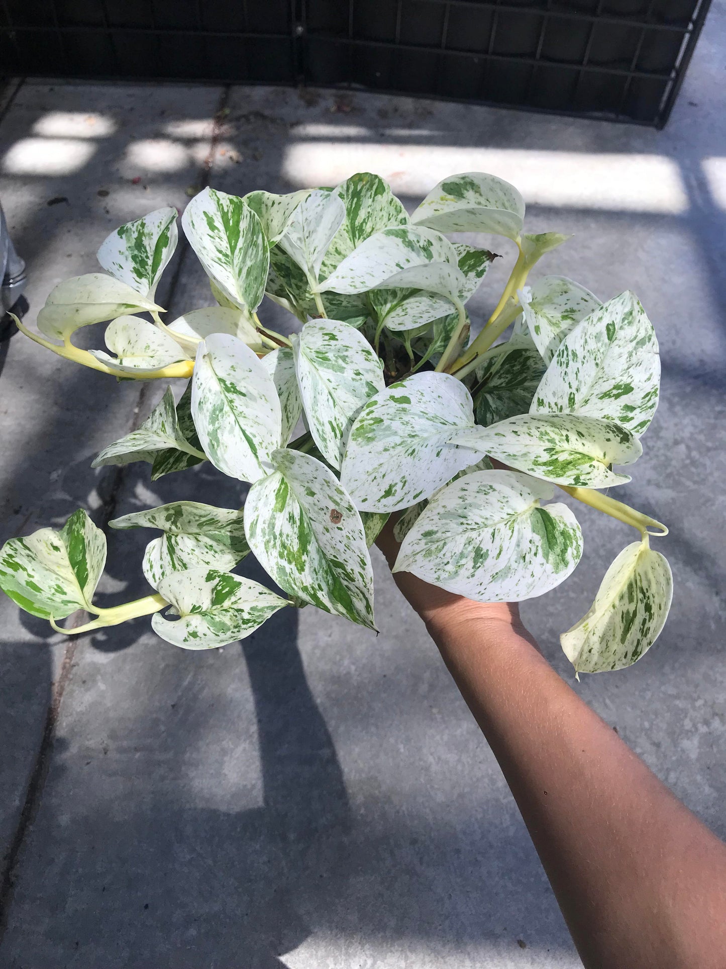 Snow Queen Pothos Plant Node Cuttings, Houseplant Cuttings, Snow Queen Pothos Collectors , Plant Cutting