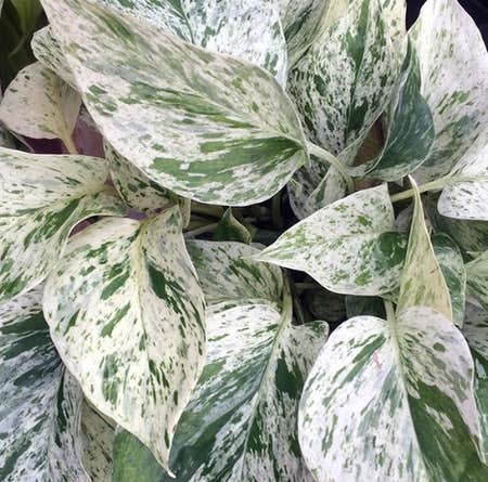 Snow Queen Pothos Plant Node Cuttings, Houseplant Cuttings, Snow Queen Pothos Collectors , Plant Cutting
