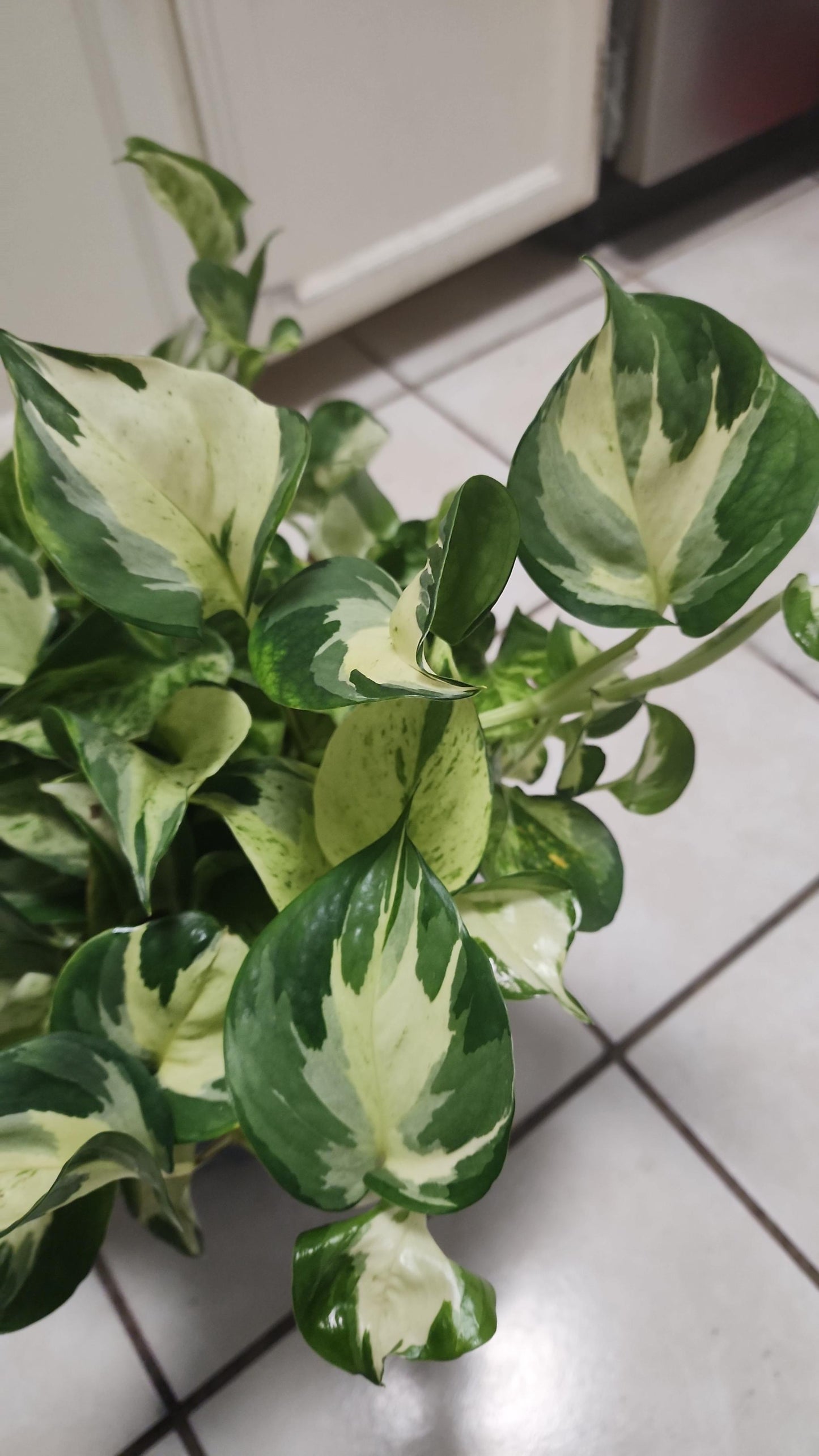 Manjula Pothos Plant Best White Variegated Pothos Plants Best Rare Pathos Plant