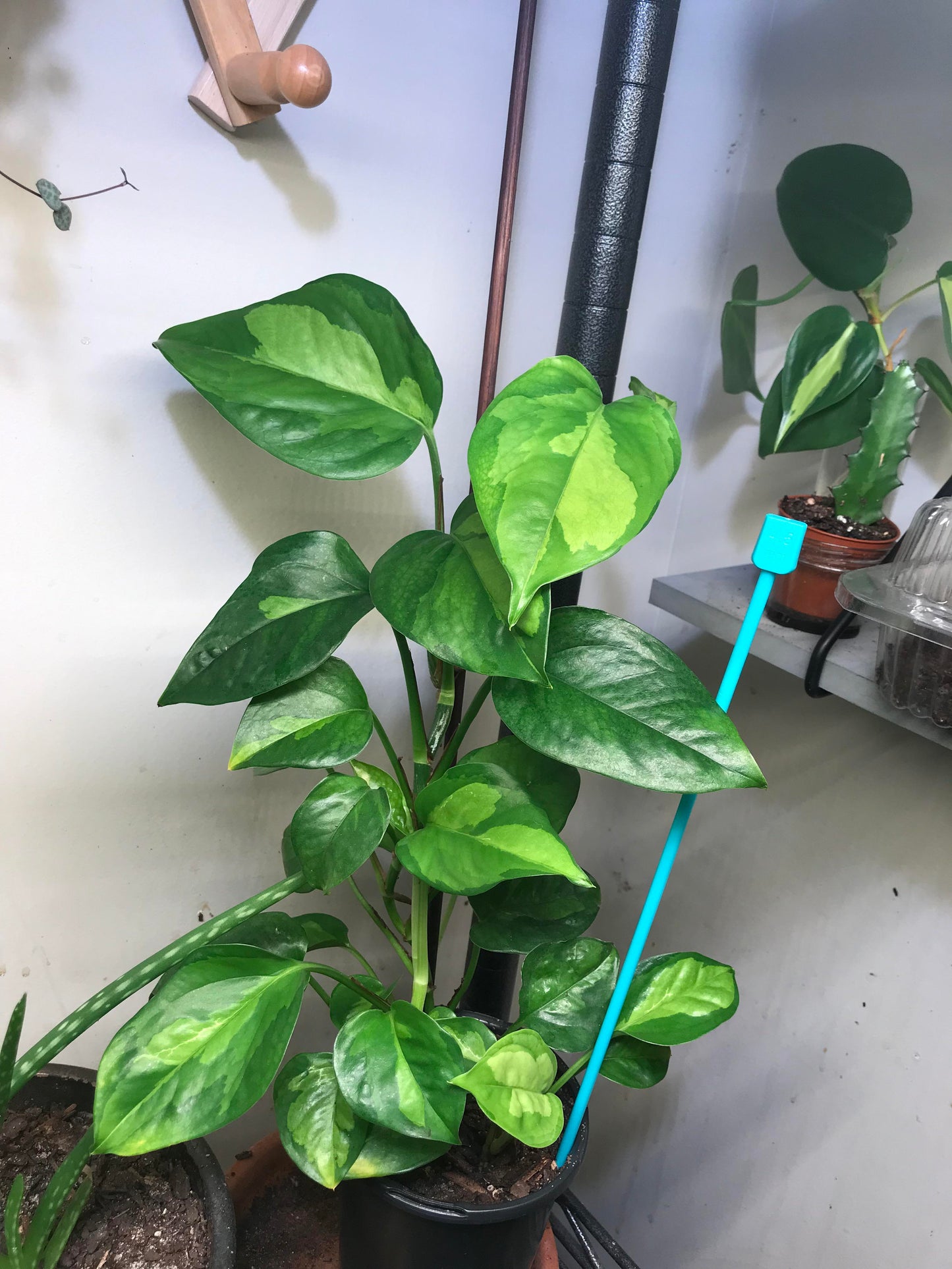 Global Green Pothos Plant Node Cuttings, Houseplant Cuttings, Global Green Pothos Collectors , Plant Cutting
