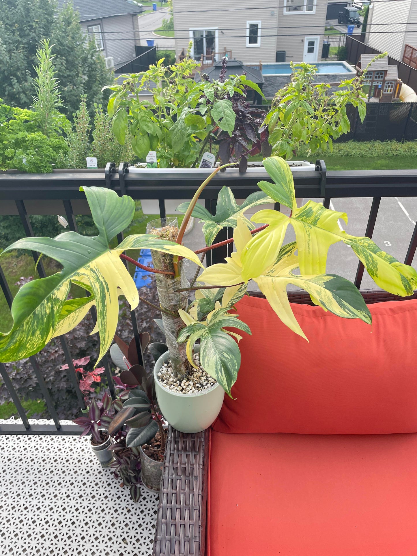 Philodendron Florida Beauty Variegated, Rare Philo Plant Cutting or Starter Rooted Collectors Plant Indoor House Plant