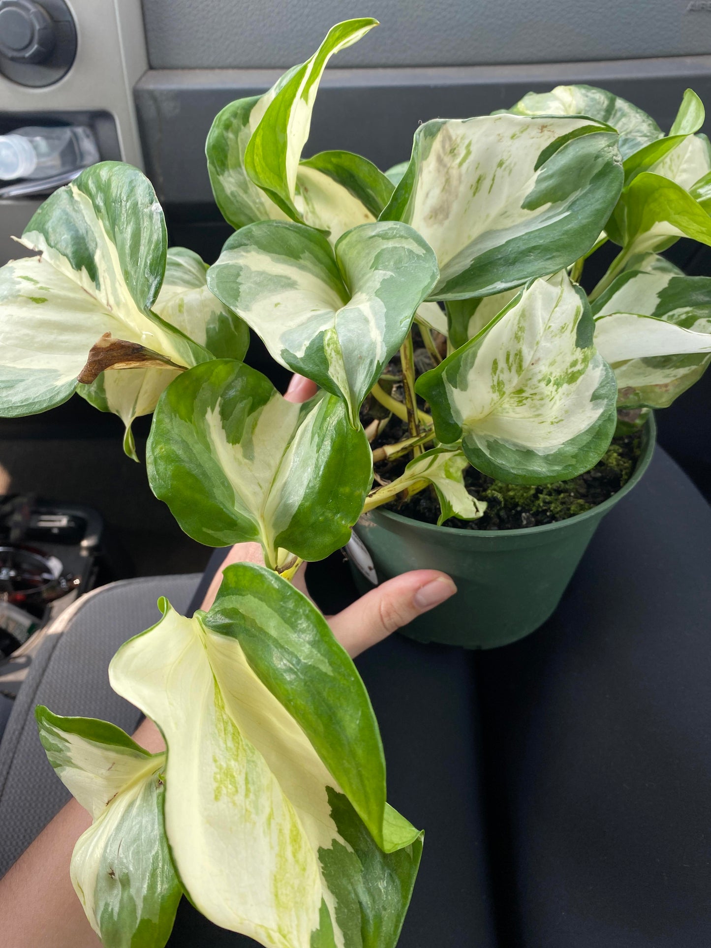 Harlequin Pothos Plant Node Cuttings Rare White Pothos Harlequin