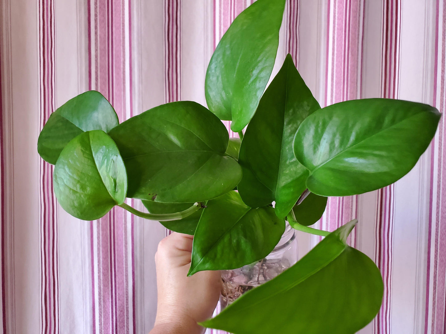 Jade Pothos Plant Node Cuttings, Houseplant Cuttings, Small Leaf Jade Pothos Collectors , Plant Cutting)