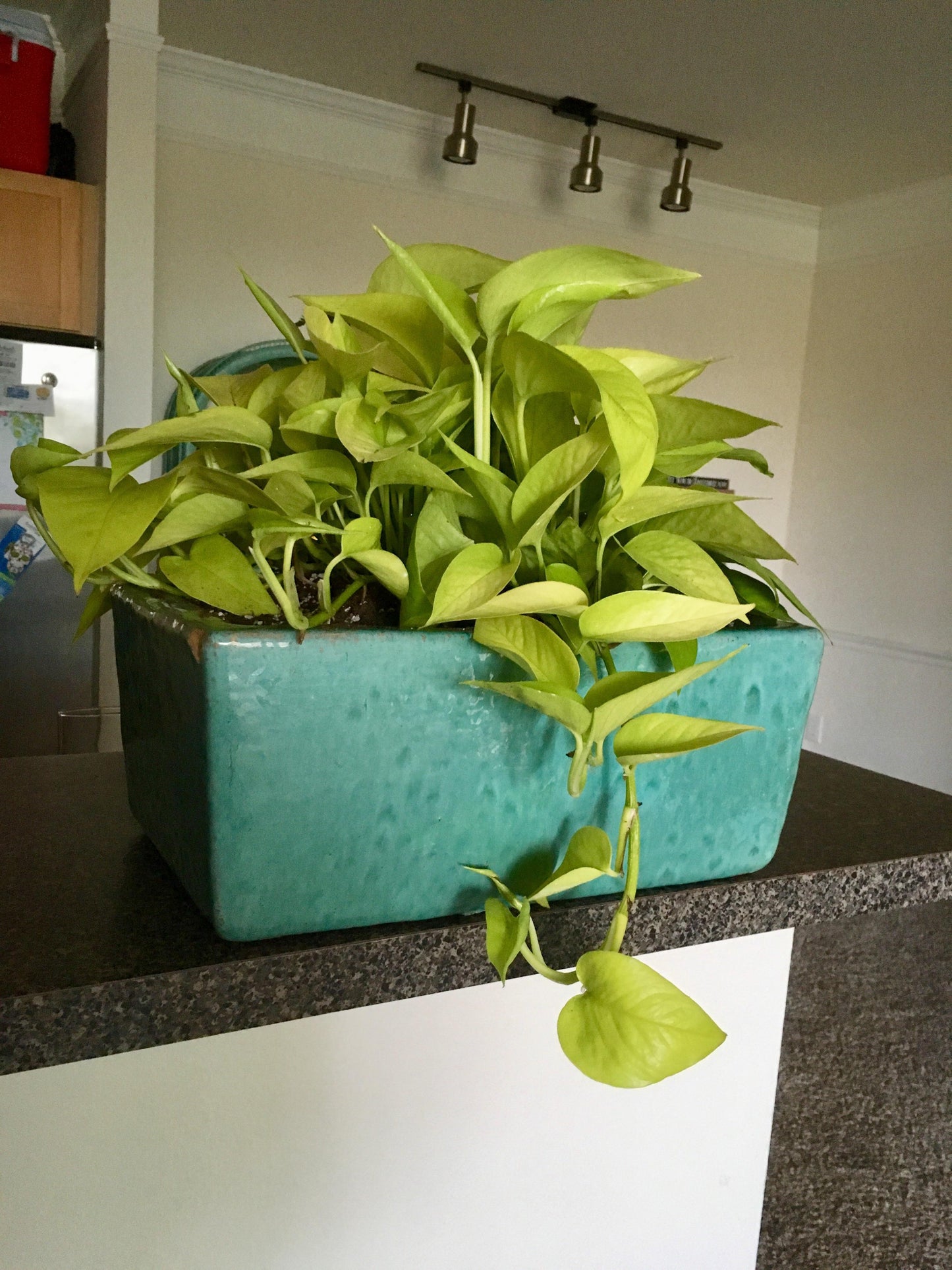 Neon Pothos Epipremnum aureum 'Neon' Bright Yellow Plant Cuttings or Rooted Starter Houseplant