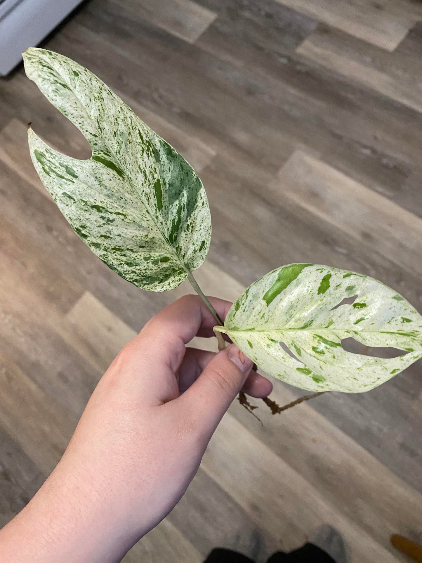 Epipremnum Pinnatum 'Marble' Rare Pothos Marble Cuttings or Starter Plant Really Nice Leafs