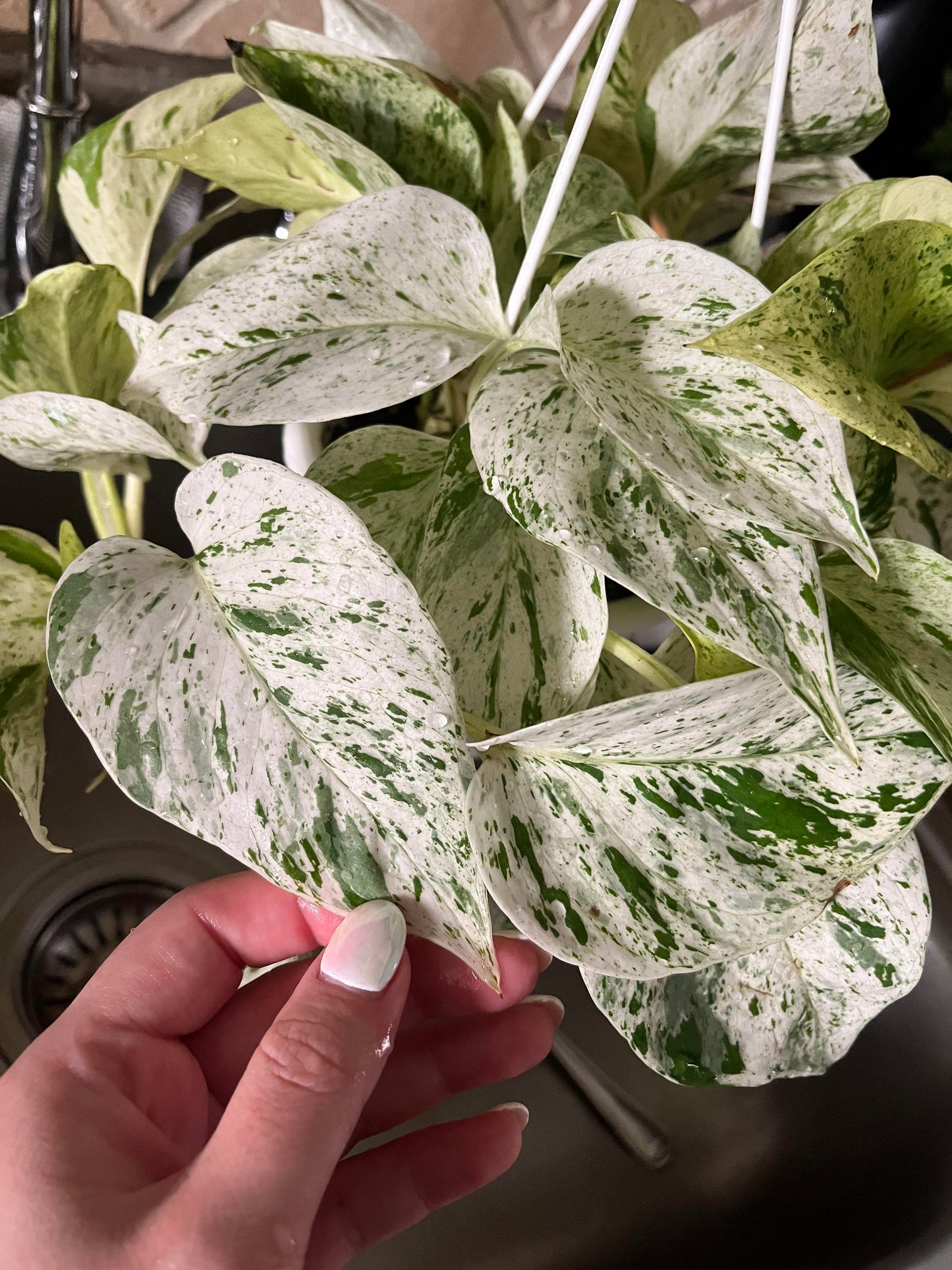 Snow Queen Pothos Plant Node Cuttings, Houseplant Cuttings, Snow Queen Pothos Collectors , Plant Cutting