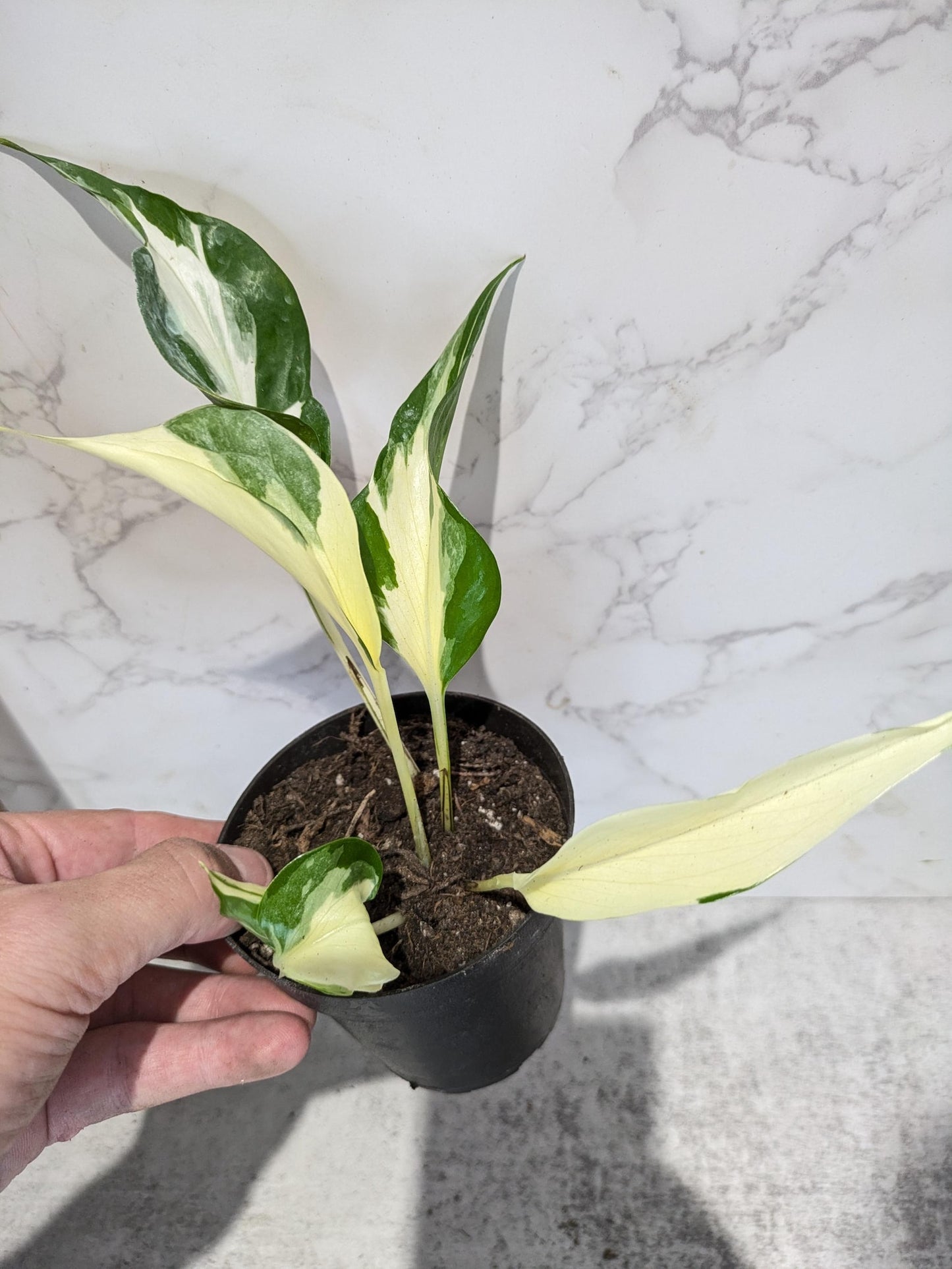 Mutant Manjula a rare pothos with lots of white and elongated leaf