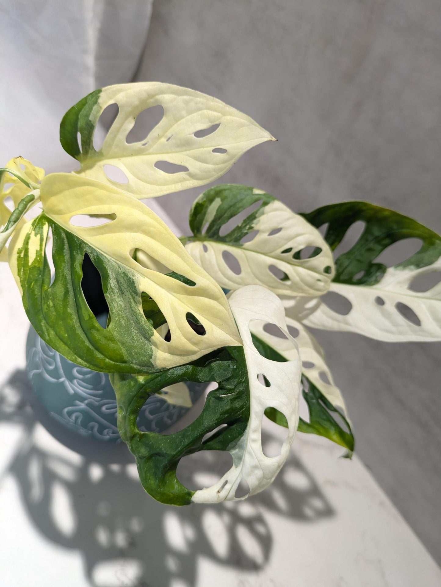Monstera Adansonii Albo Super RARE Variegated Japanese Tricolor Best Rate Cutting or Rooted Monstera Albo