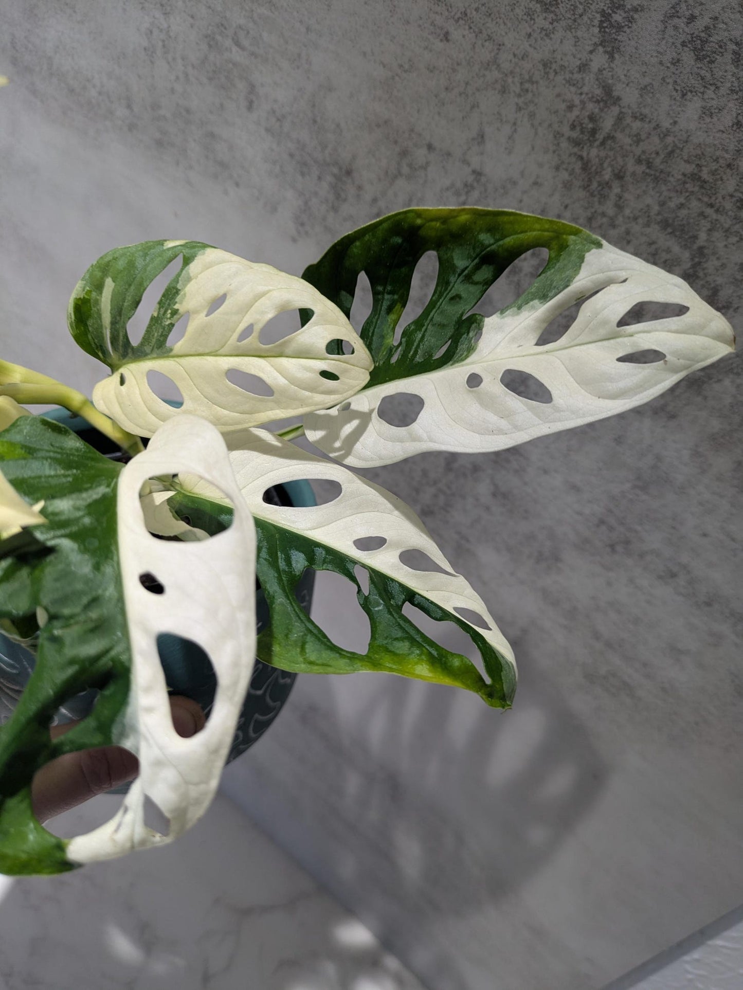 Monstera Adansonii Albo Super RARE Variegated Japanese Tricolor Best Rate Cutting or Rooted Monstera Albo