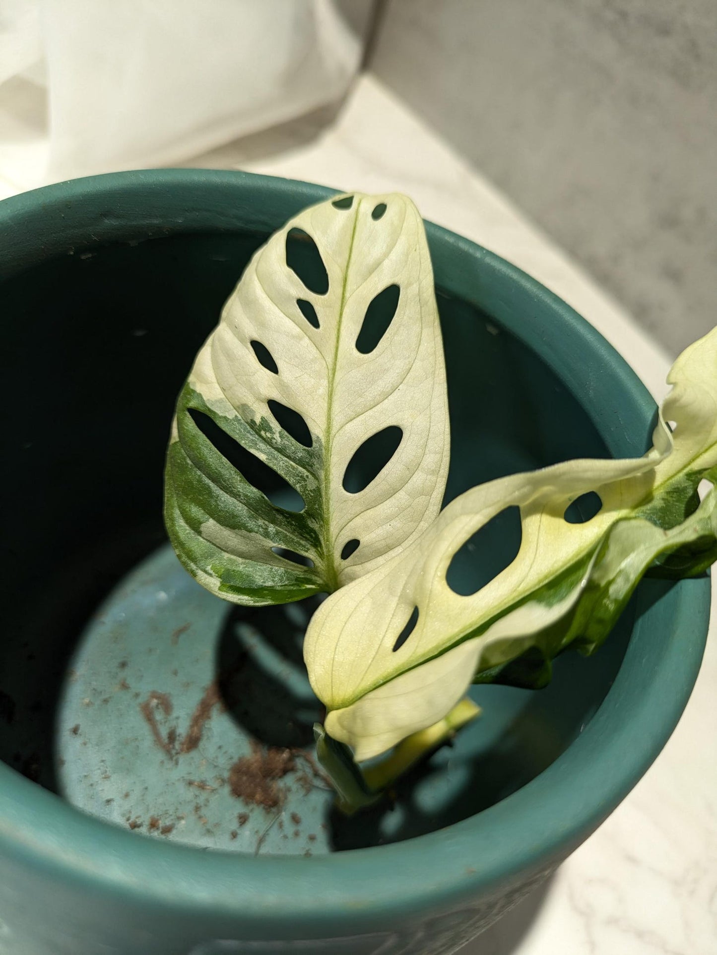 Monstera Adansonii Albo Super RARE Variegated Japanese Tricolor Best Rate Cutting or Rooted Monstera Albo
