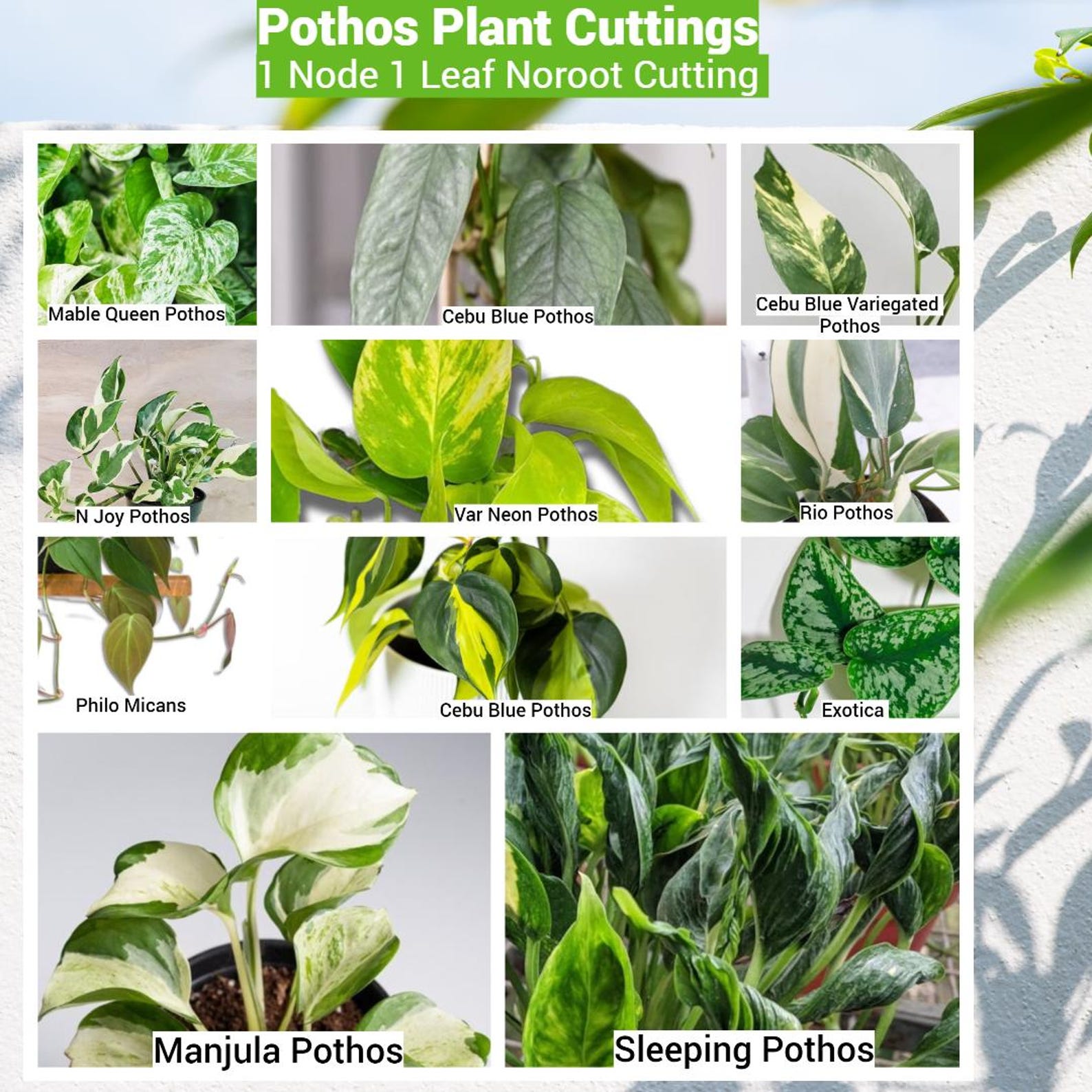 Pothos Plant Cuttings Mystery Box Common/Popular & Rare/Uncommon