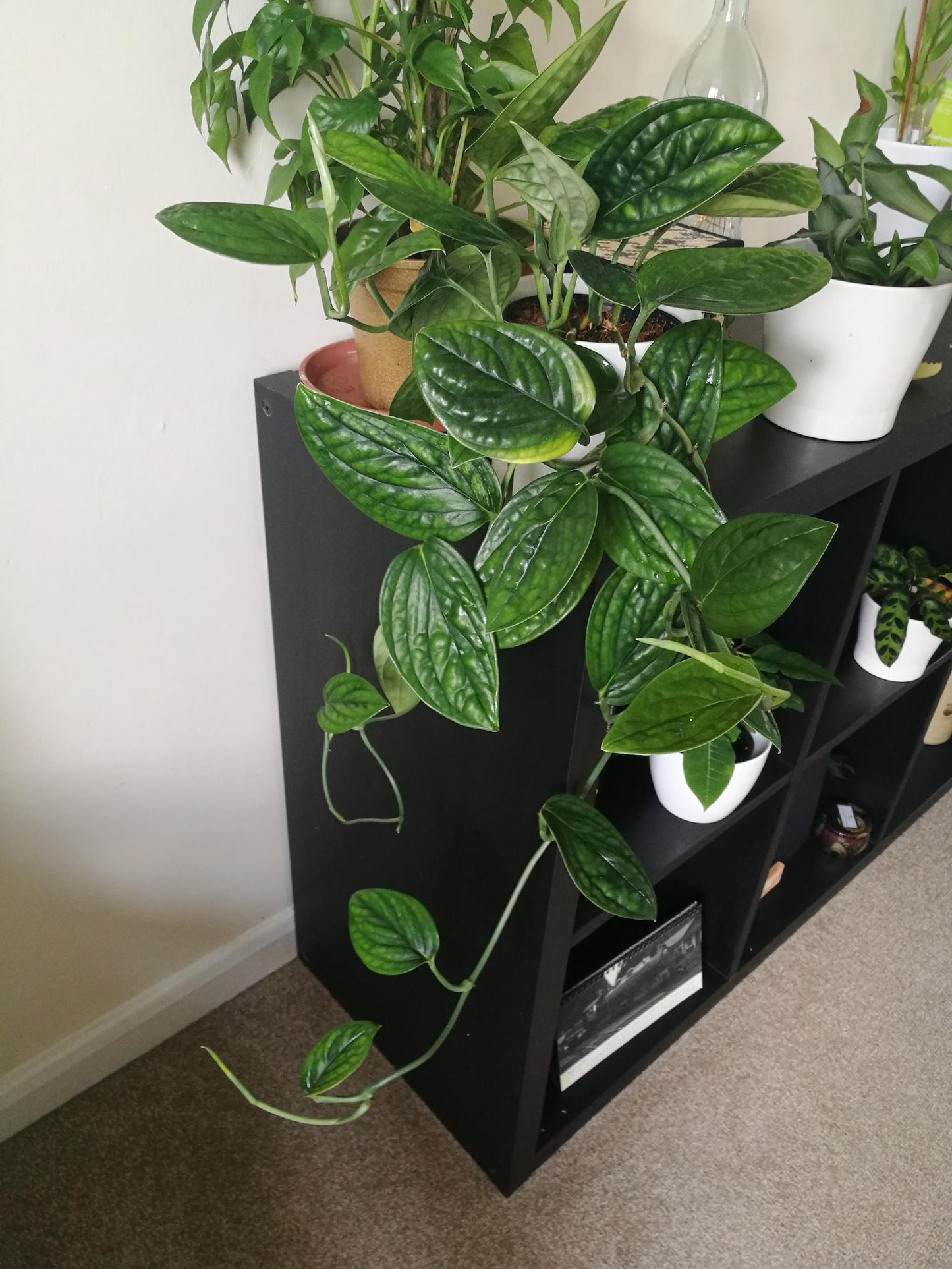 Buy Monstera sp. Peru – Rare Textured Leaf Aroid for Indoors Cutting or Rooted Starter