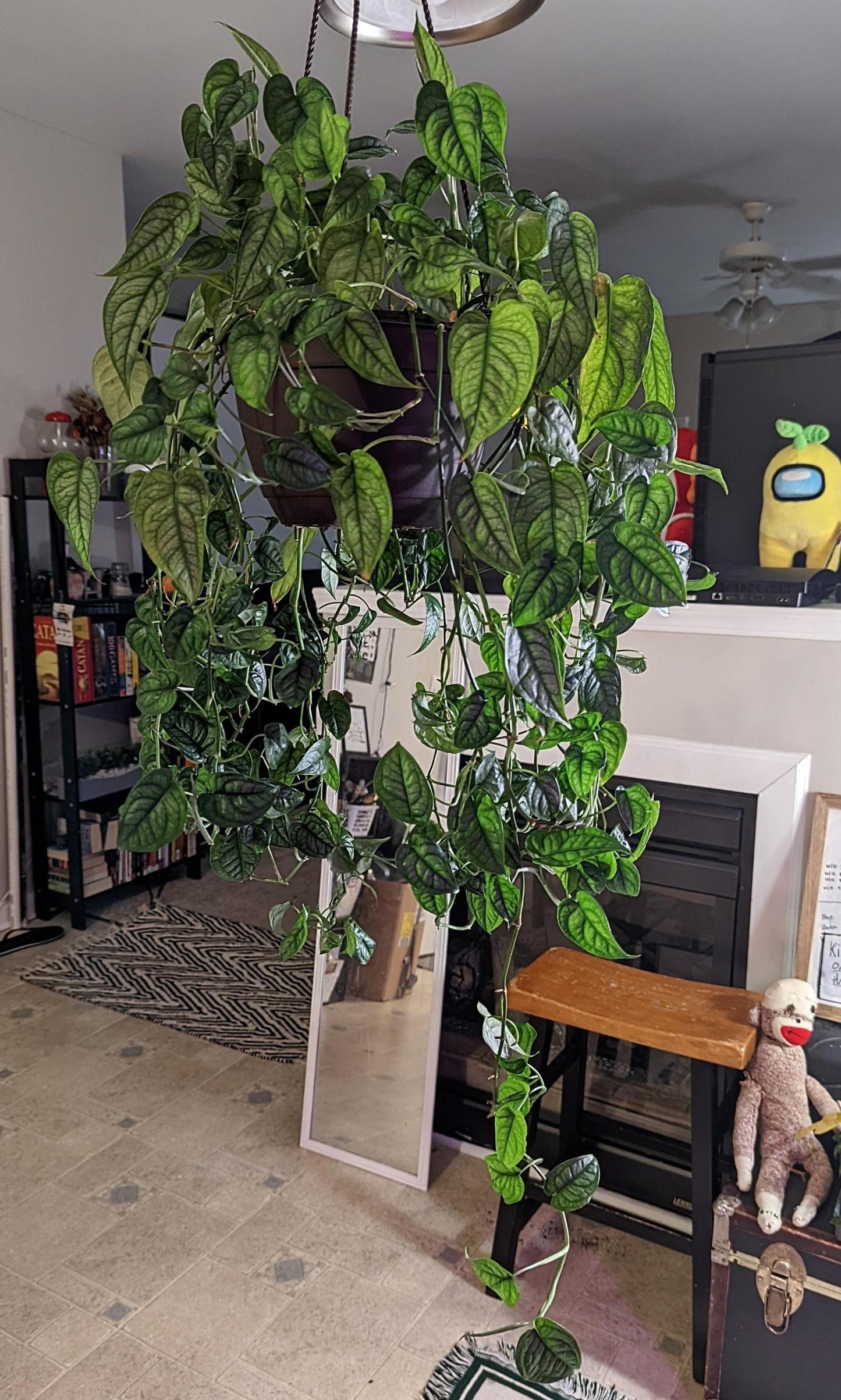 Monstera Siltepecana Cool Monstera Textured Plant Smaller Leaf, Cuttings or Rooted Plants