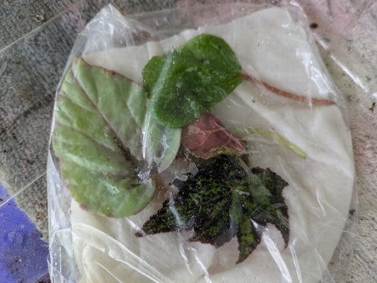 Begonia Leaf Cuttings Mystery Box Surprise Box Propagation Leaf Cuttings