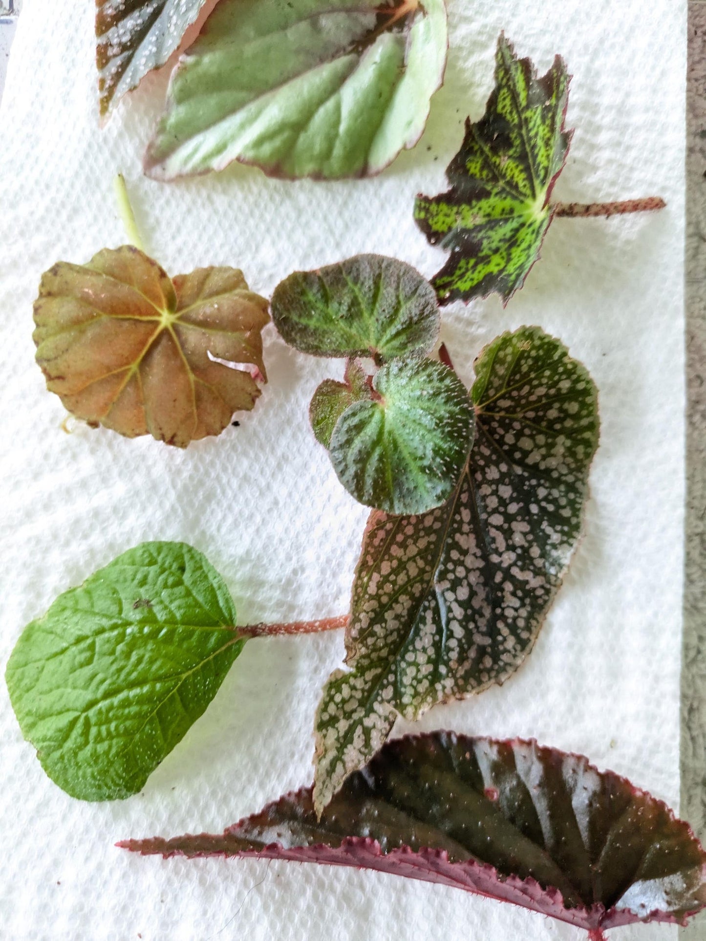 Begonia Mystery Box Surprise Plant Box Single Stem Leaf Cutting Clipping Leaf Common/Popular or Rare/Uncommon