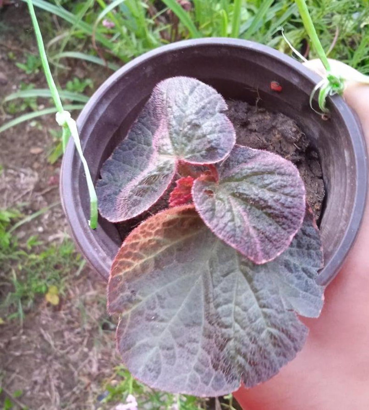 Begonia Manaus Exotic Beauty from the Tropics Rhizomatous Begonia Cuttings & Rooted Starters