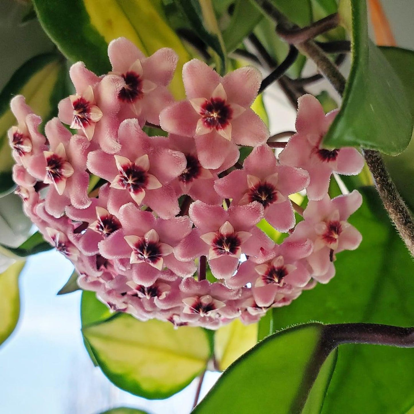 Live Hoya Princess Plant – Easy-Care Indoor Vining Houseplant – Perfect Gift for Plant Lovers