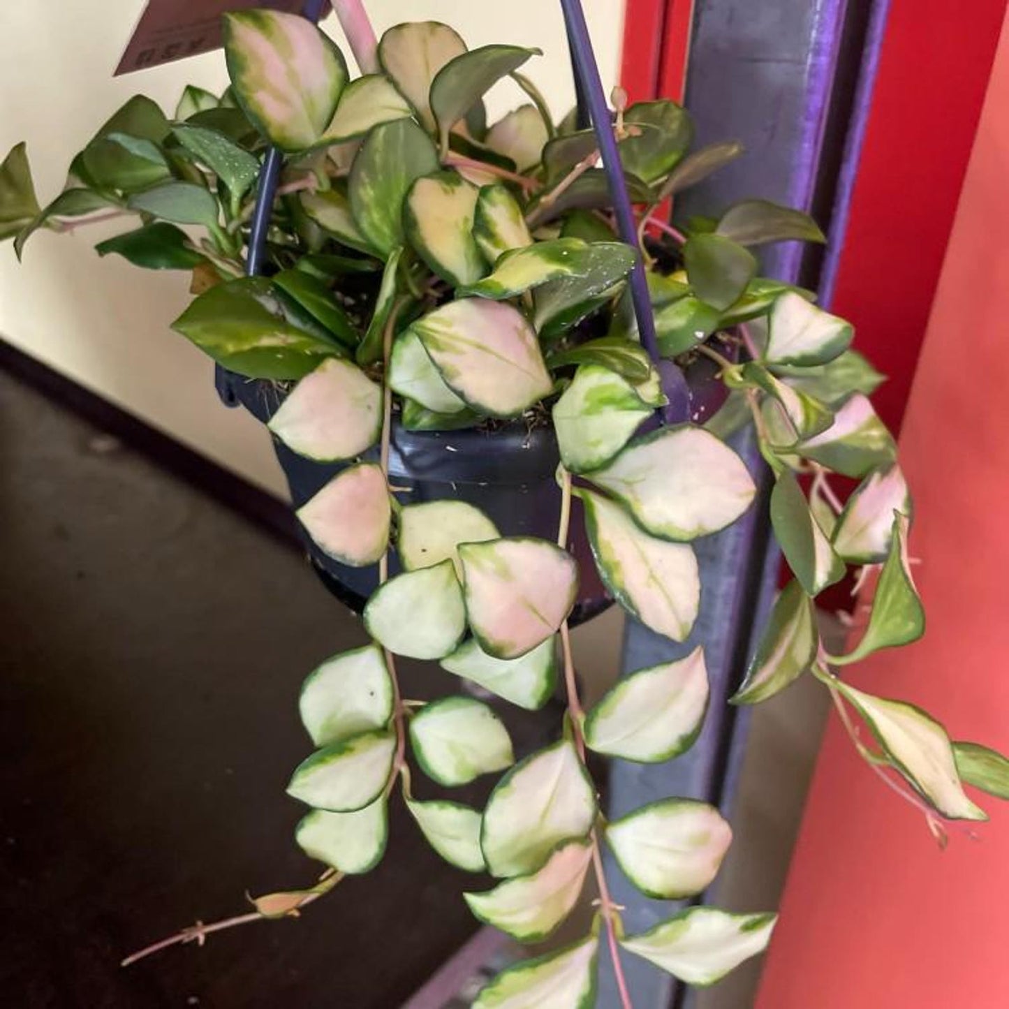 Rare Variegated Hoya Heuschkeliana | Pink Sun-Stressed | Rooted Starter