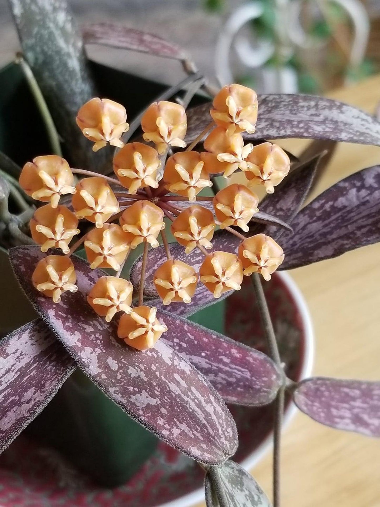 Hoya Sigillatis Silver hoya narrow leaf sliver and lots of splash collectors plant low cost