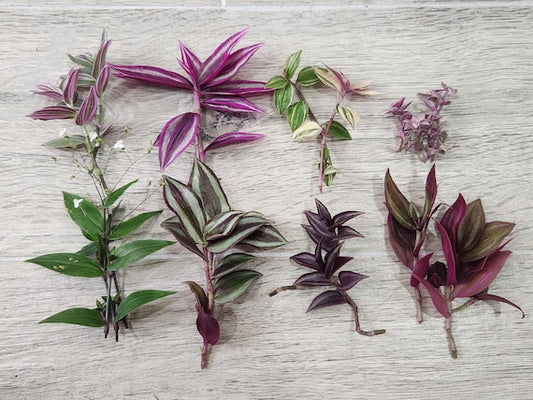 Wandering Jew Inch Plant Cuttings Jewel cuttings no roots mystery box purple pink and variegated cuttings