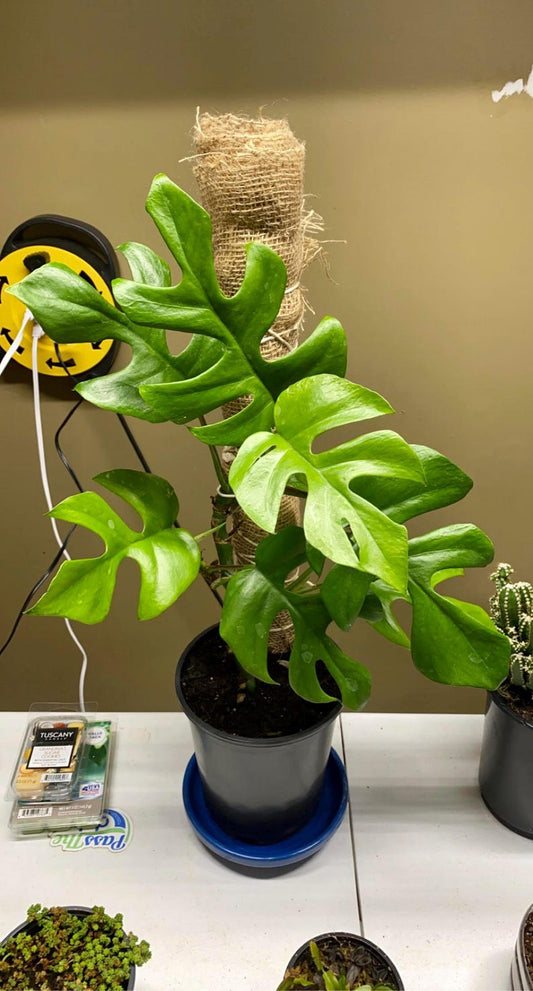 Mini Monstera Ginny Philodendron Rhaphidophora Tetrasperma Starter Plant Or Plant Node Cutting/Clipping