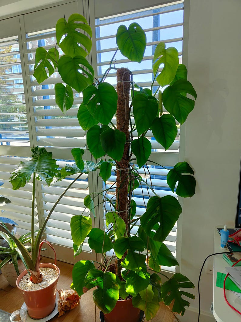 Mini Monstera Ginny Philodendron Rhaphidophora Tetrasperma Starter Plant Or Plant Node Cutting/Clipping