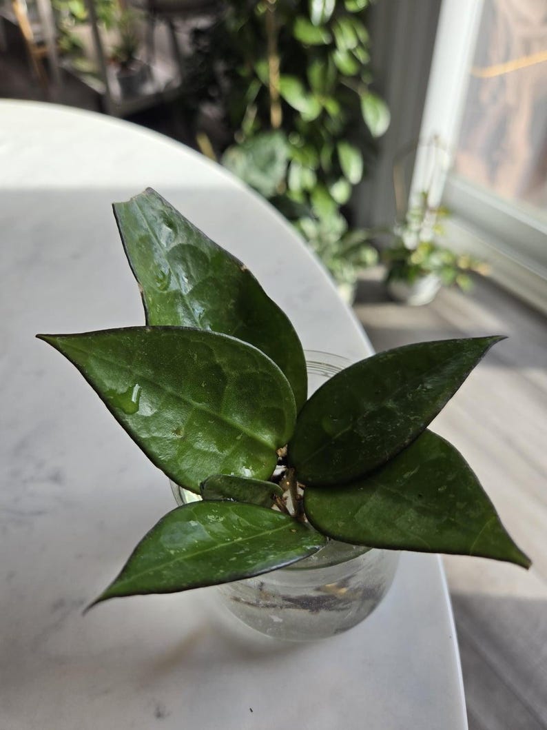 Hoya Black Margin Starter Plant Or Plant Node Cutting/Clipping Houseplant Easy Care