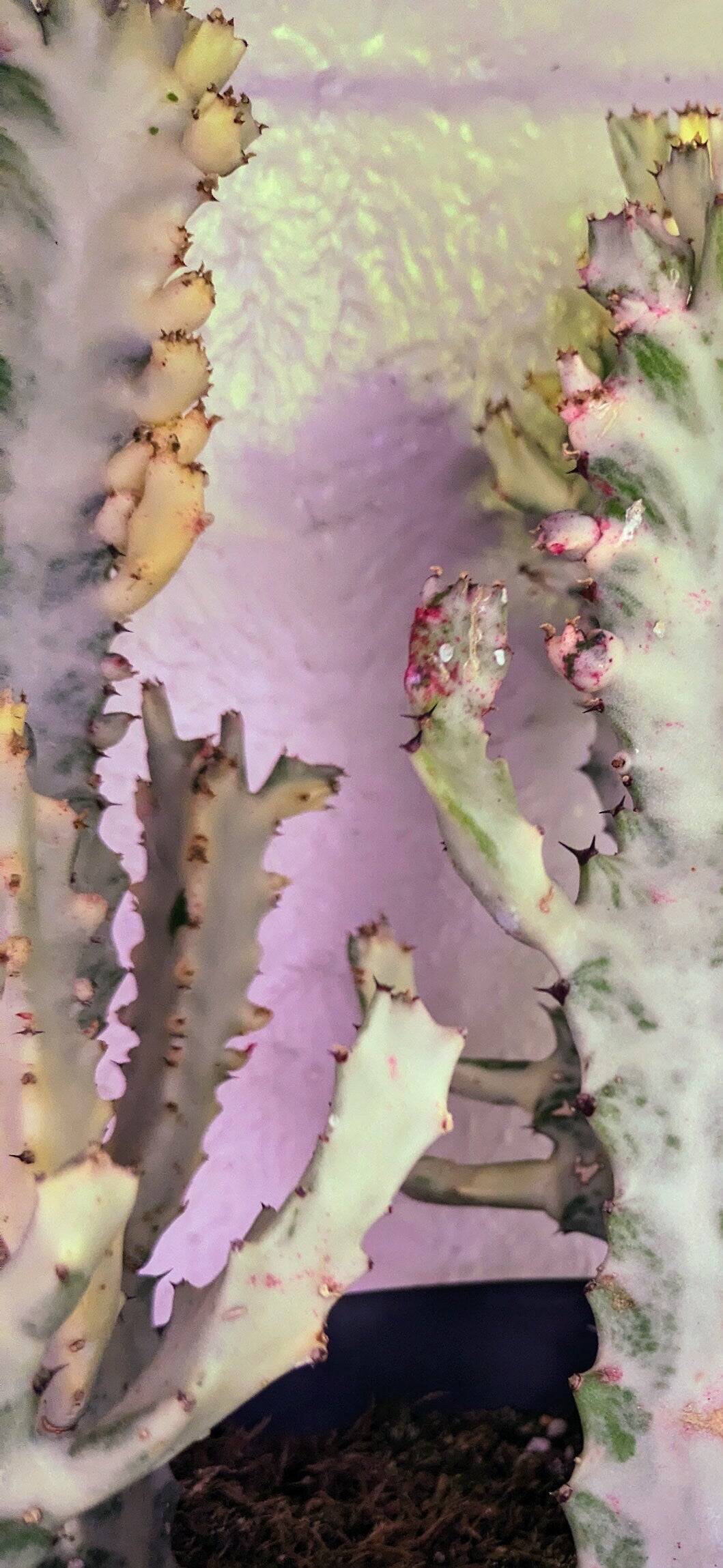 Ghost African Milk Tree Ghost Euphorbia Lactea Rare Cactus Variegated With Growth on it - Dragon Bones Milk Tree