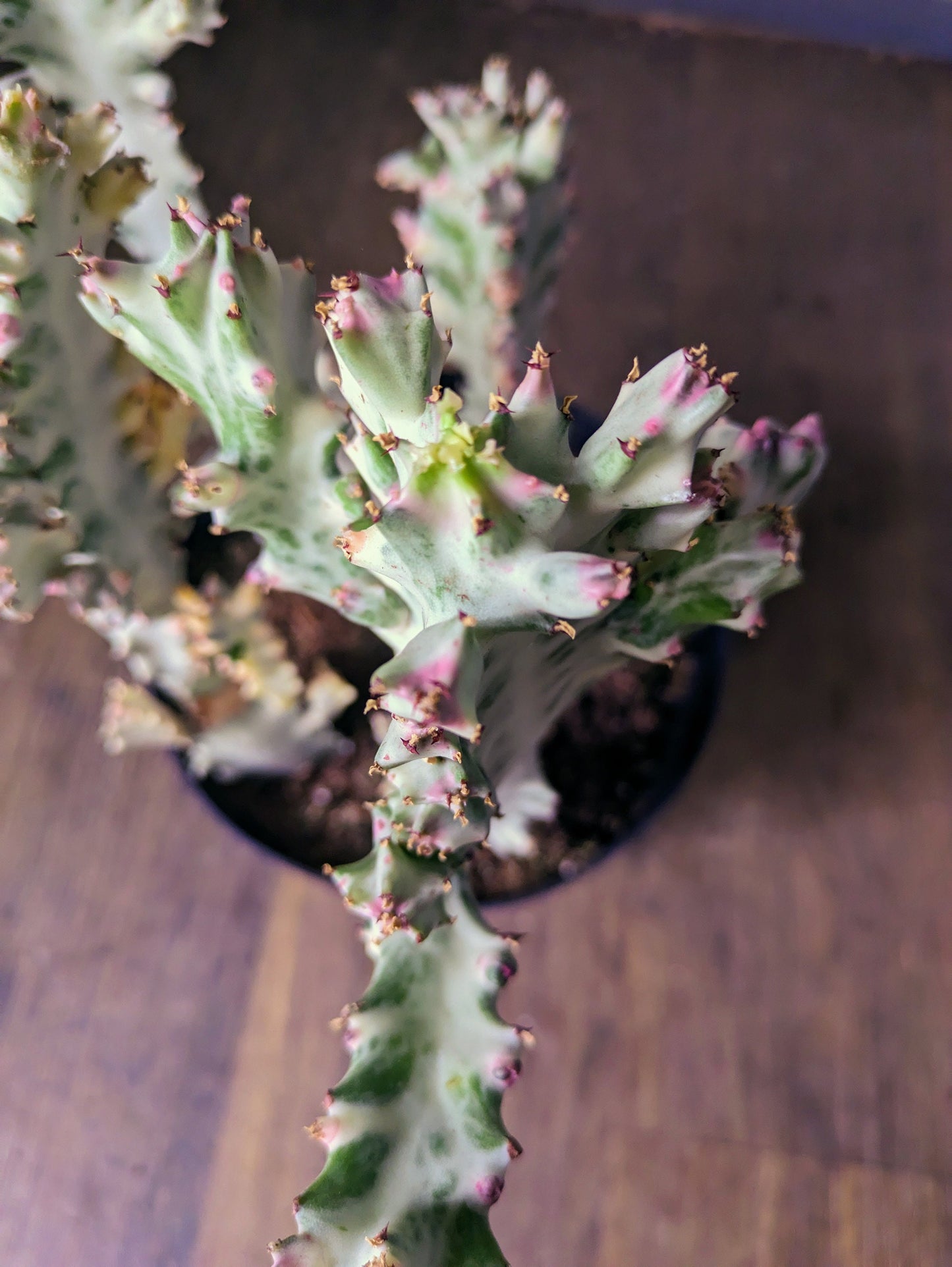 Ghost African Milk Tree Ghost Euphorbia Lactea Rare Cactus Variegated With Growth on it - Dragon Bones Milk Tree