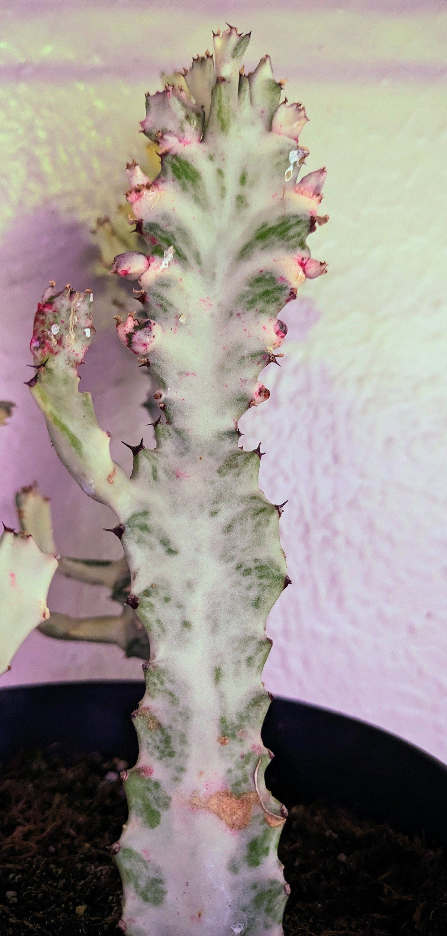 Ghost African Milk Tree Ghost Euphorbia Lactea Rare Cactus Variegated With Growth on it - Dragon Bones Milk Tree