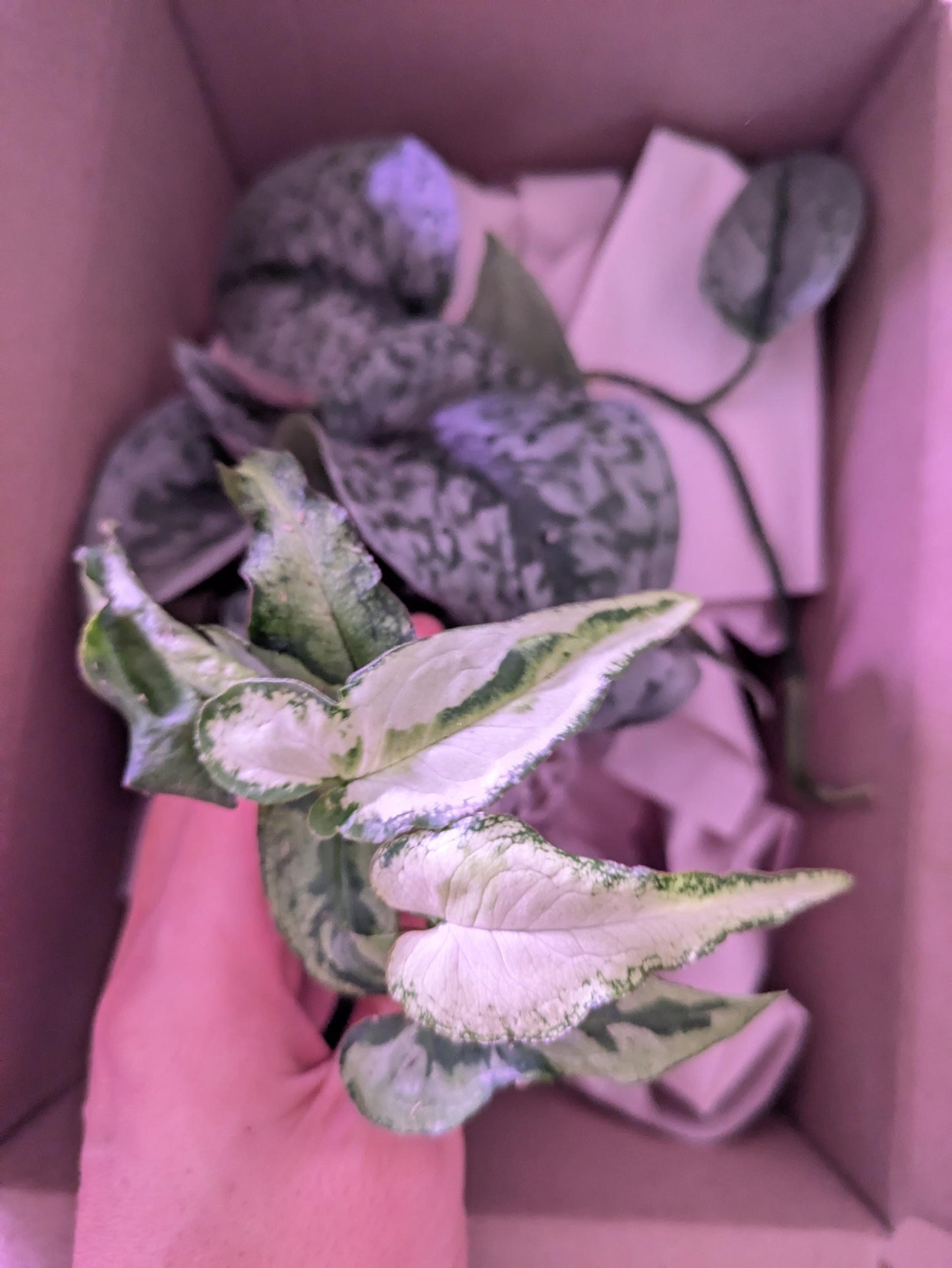 Syngonium podophyllum 'Three Kings' Variegation Arrowhead Plant Starter Rooted Plant