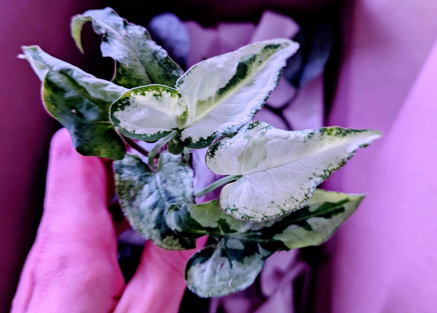 Syngonium podophyllum 'Three Kings' Variegation Arrowhead Plant Starter Rooted Plant
